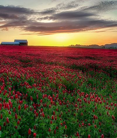 Sunset Over Red Clover